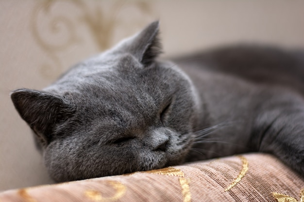 British shorthair cat sleeps on the couch