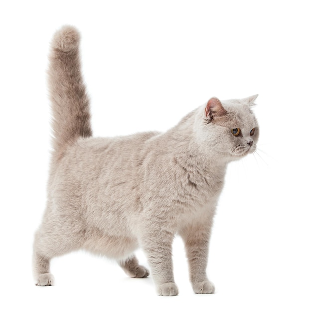 British shorthair cat on a white background british cat isolated