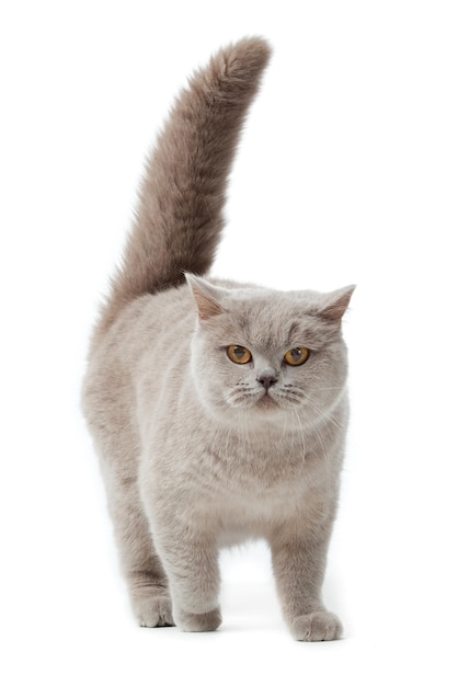 British shorthair cat on a white background british cat isolated