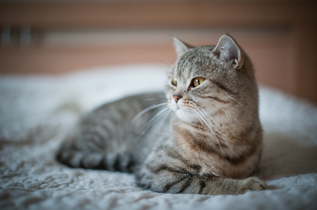 British Shorthair cat with yellow eyes lying on the bed.