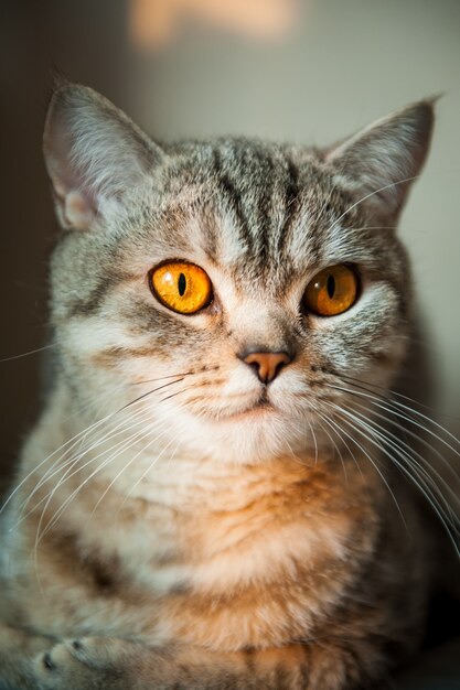 British Shorthair cat with yellow eyes lying on table.