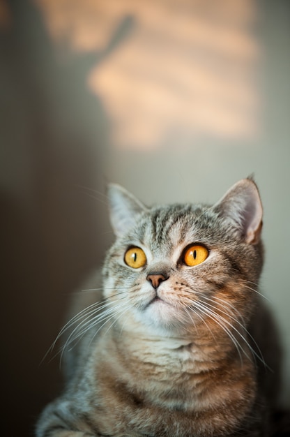 British Shorthair cat with yellow eyes lying on table.