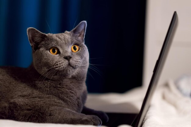 British shorthair cat working on laptop