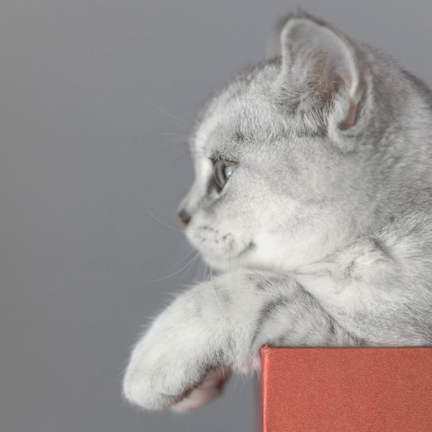 ブリティッシュショートヘアの猫