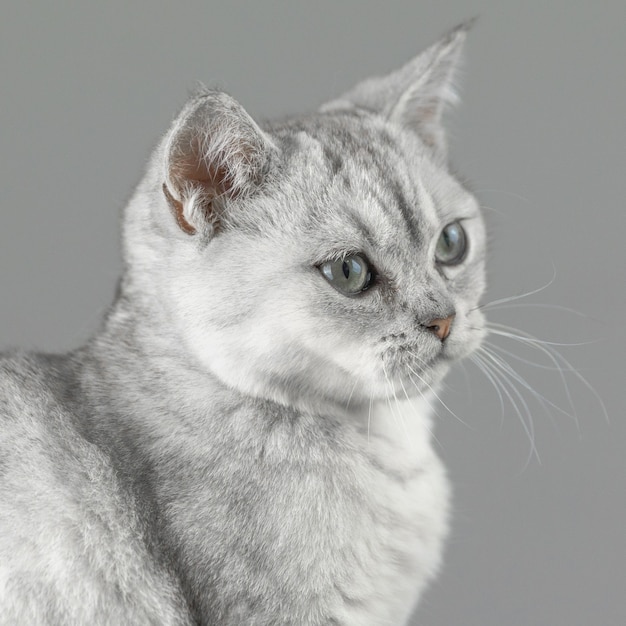 Foto gatto british shorthair