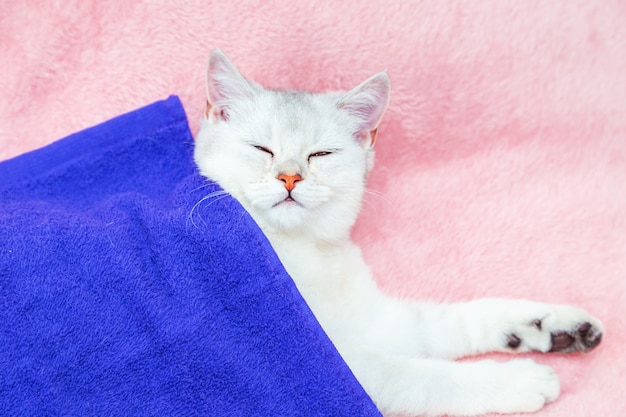 British shorthair chinchilla cat lies on a pink bedspread. rest and relaxation