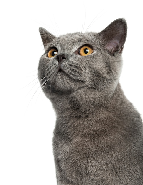 British Shorthair in front of a white wall