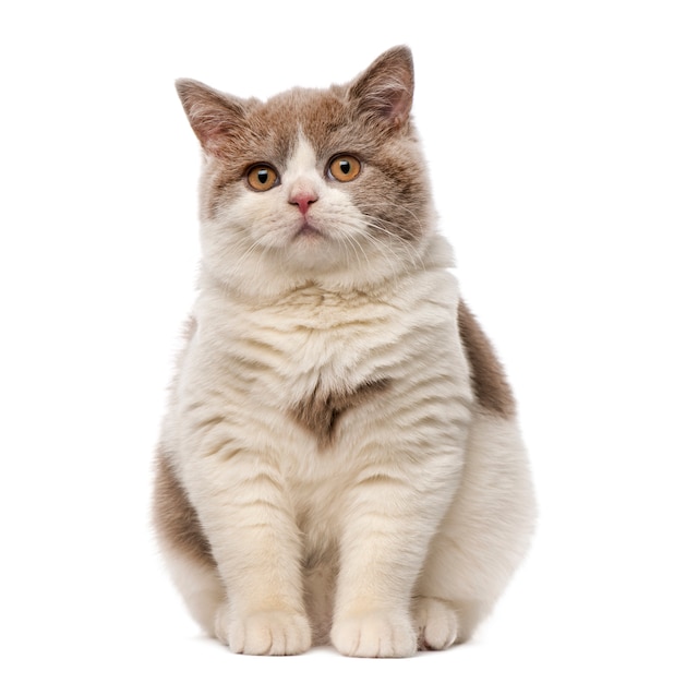 British shorthair in front of a white wall