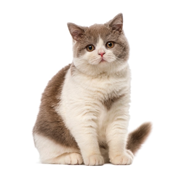 British shorthair in front of a white wall