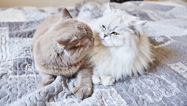 ブリティッシュ ショートヘアの灰色の猫と白のブリティッシュ ロングヘアの猫の甘いカップル。