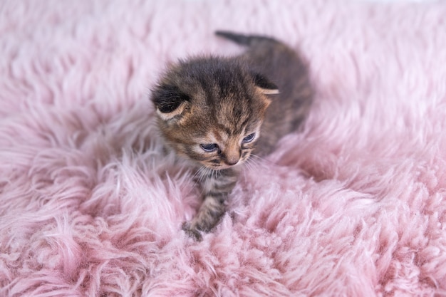 ブリティッシュショートヘアの灰色の子猫は変な顔でピンクの毛布の上に立っています
