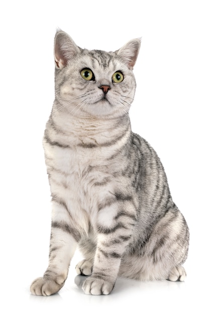 British shorthair isolato