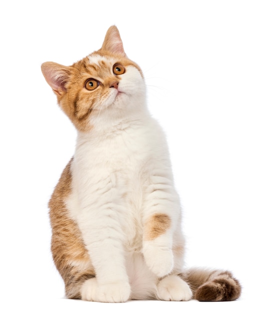 British Shorthair kitten, 3.5 months old, sitting and looking up