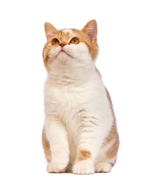 British Shorthair kitten (3,5 months old) sitting and looking up