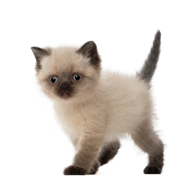 British Shorthair Kitten (5 weeks old)