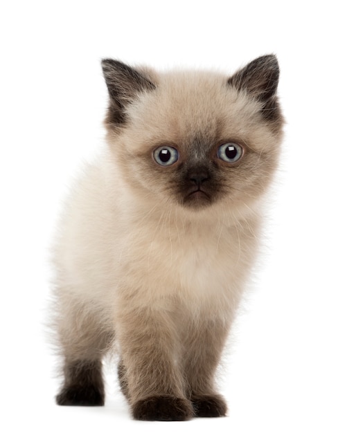 British Shorthair Kitten (5 weeks old)