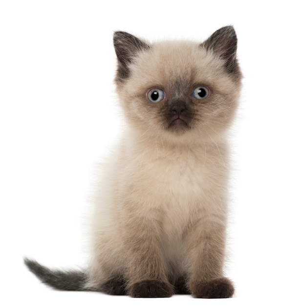 British Shorthair Kitten (5 weeks old)