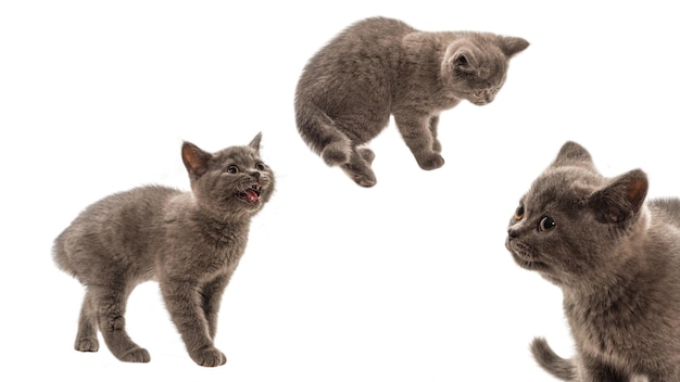 British shorthair kitten looking up isolated on white background