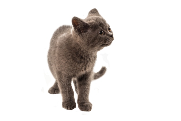 British shorthair kitten looking up isolated on white background