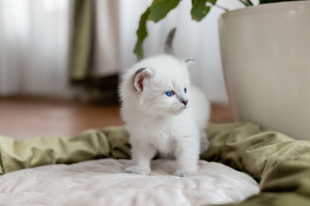 写真 部屋の花の背景に猫のベッドに立っている銀色のブリティッシュショートヘアの子猫