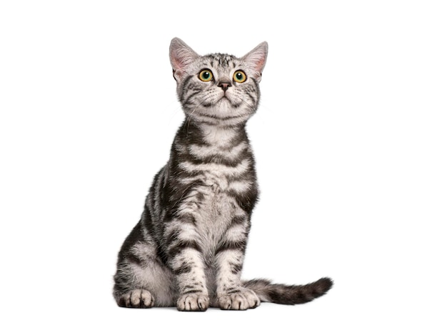 Британский короткошерстный котенок сидит и с любопытством смотрит на белый фон