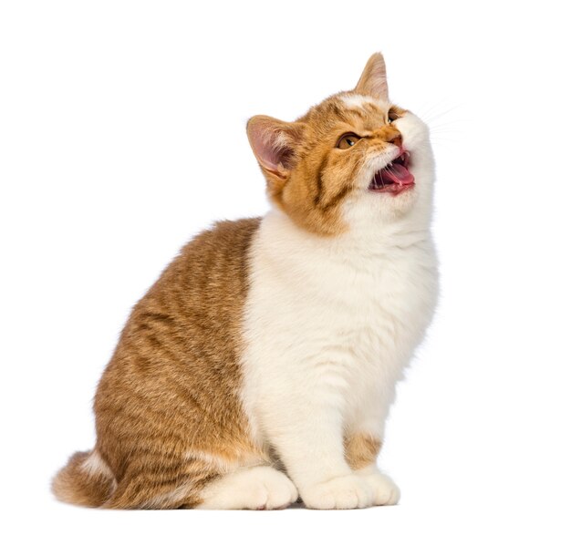 British Shorthair kitten, sitting and meowing