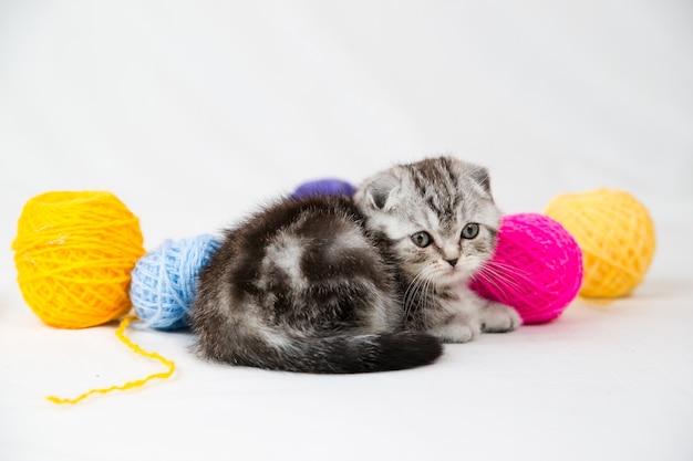 白のブリティッシュショートヘアの子猫