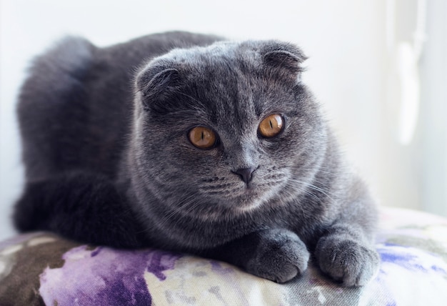 英国のショートヘアの子猫