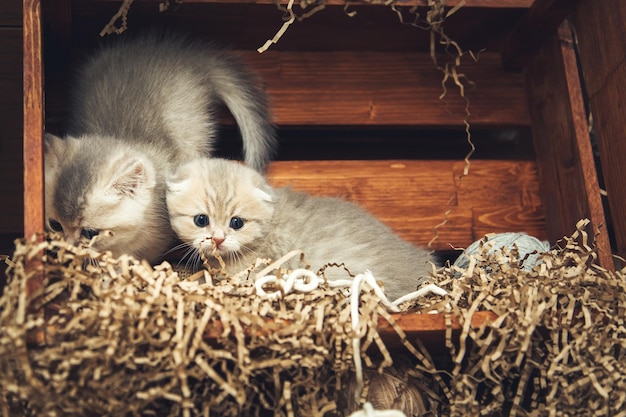 Котята британской короткошерстной породы играют с клубками ниток в деревянной коробке. деревенский стиль.