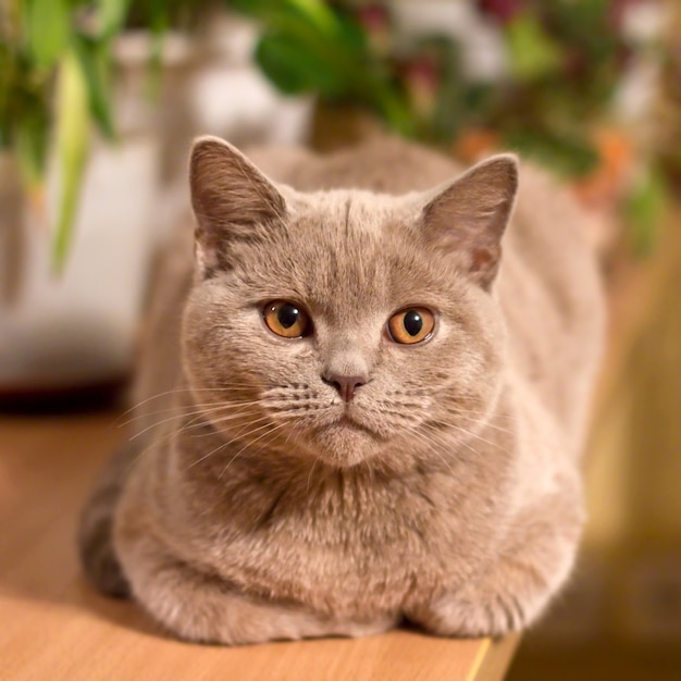 British shorthair lilac cat