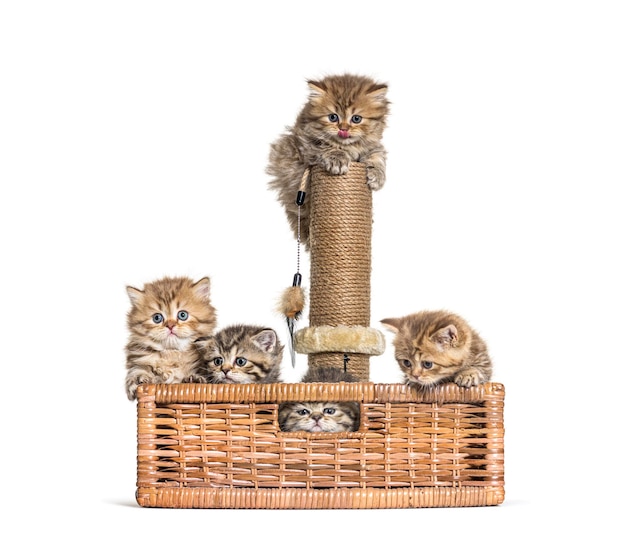 British Shorthair and longhair in a wicker basket