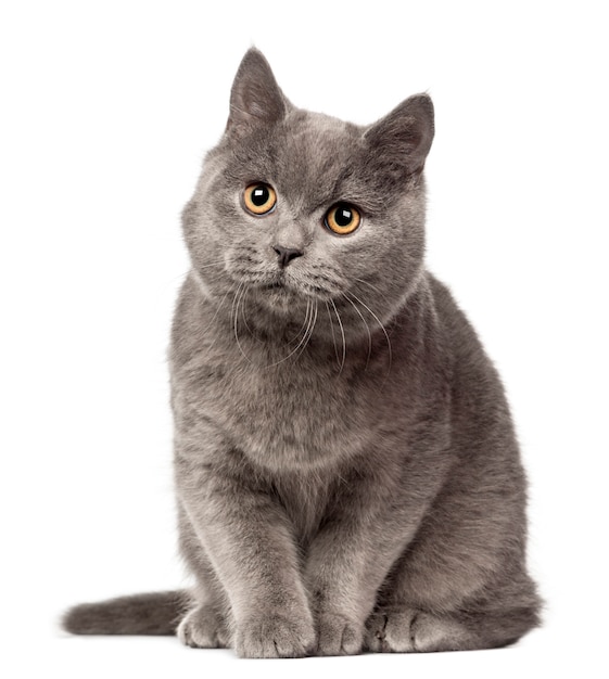 British Shorthair looking away, 7 months old