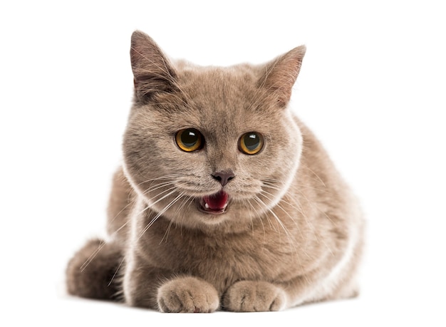 British shorthair lying in front of a white wall