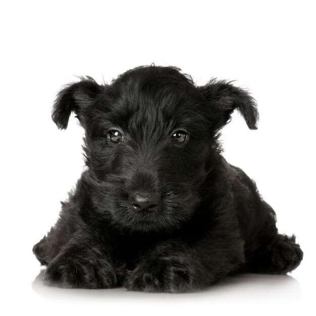 分離されたブリティッシュショートヘアの子犬の肖像画