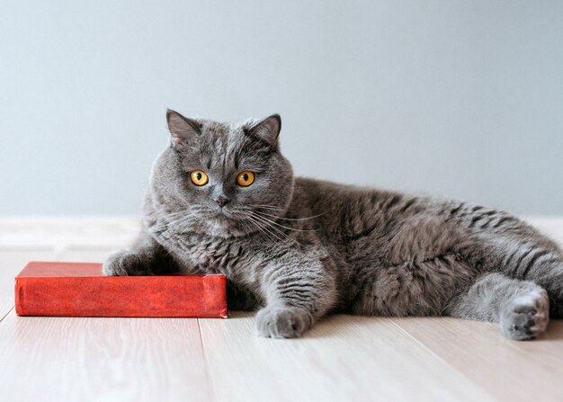 赤い本の横にある床に横になっているブリティッシュショートヘアの純血種の猫