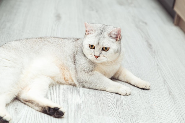 ブリティッシュショートヘアの銀色の猫が床に横たわっているペットの生活