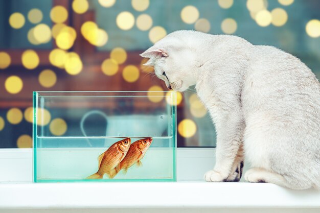 British shorthair silver cat watching goldfish in an aquarium.