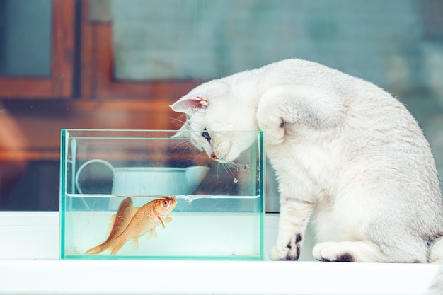 British shorthair silver cat watching goldfish in an aquarium.