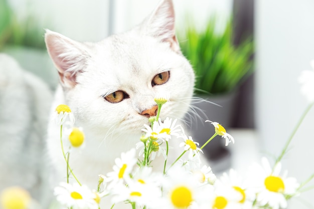 British shorthair silver cat with a bouquet of chamomile. summer and holiday concept.