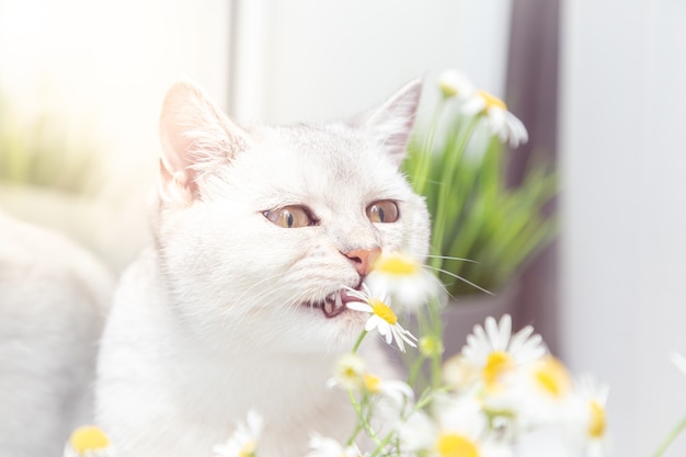 카모마일 꽃다발을 든 브리티시 쇼트헤어 은색 고양이. 여름과 휴가 개념입니다.