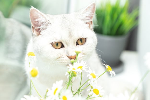 British shorthair silver cat with a bouquet of chamomile. summer and holiday concept