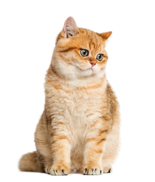 Фото Британская короткошерстная кошка сидит и смотрит вниз