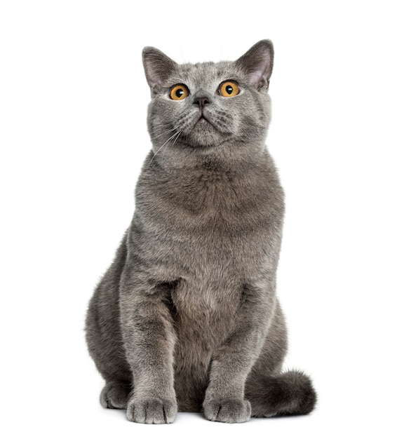 British shorthair sitting in front of a white wall