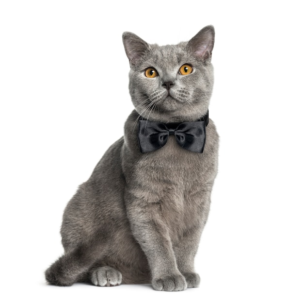 British Shorthair sitting in front of a white wall