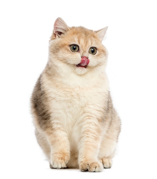 British shorthair sitting licking its lips