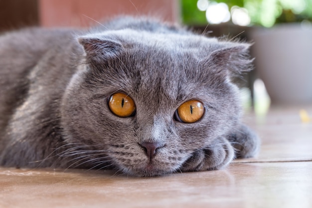 British shorthair sitting on tiled floor