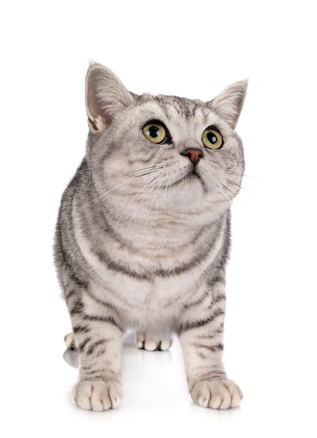 British Shorthair in studio