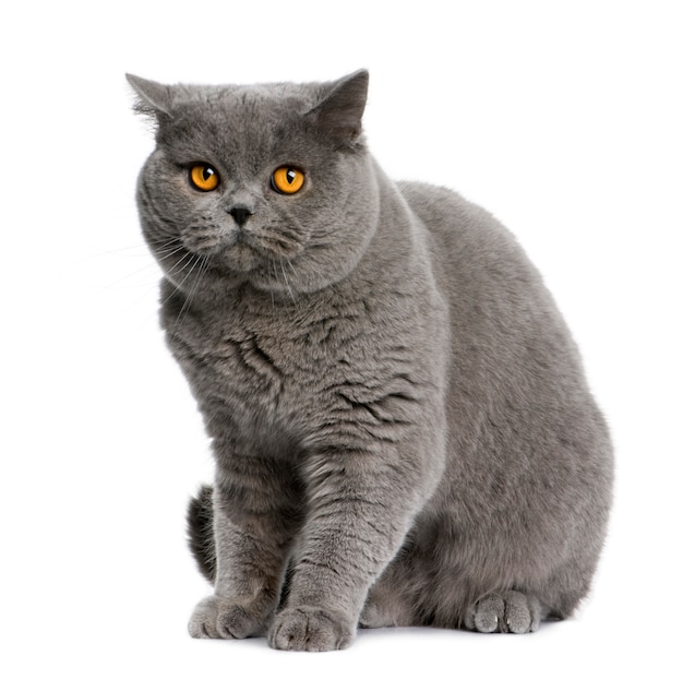 British shorthair   