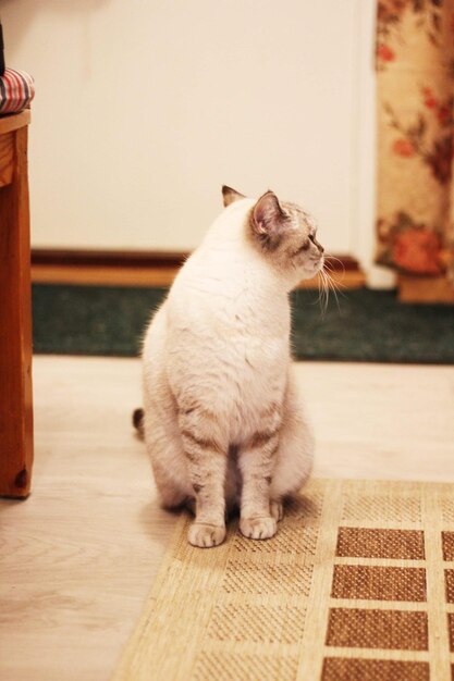 Photo british shorthaired cat