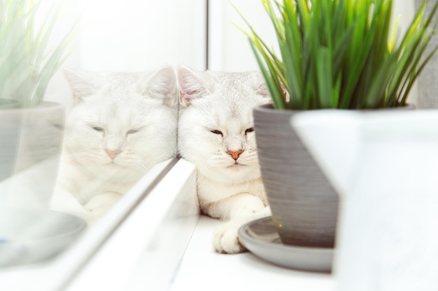 영국 쇼트헤어드 은색 고양이가 창턱에 누워 있습니다. 화분 뒤에 숨어 있습니다.